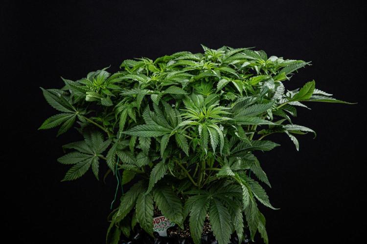 Nori Cake Green House Seed Co.. Week 8 - Day 55