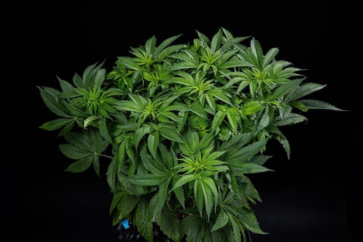 Nori Cake Green House Seed Co.. Week 8 - Day 55