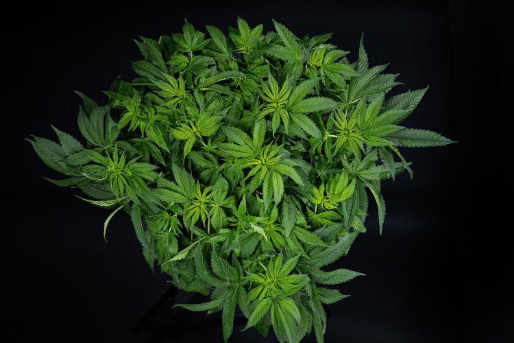 Nori Cake Green House Seed Co.. Week 8 - Day 55