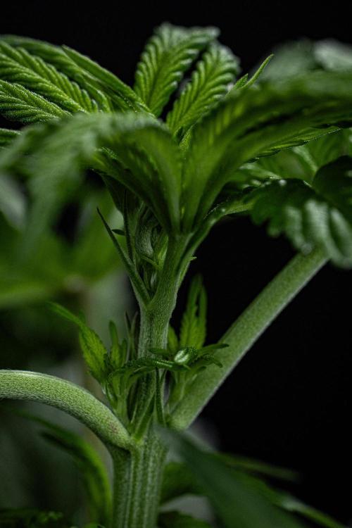 Nori Cake Green House Seed Co.. Week 8 - Day 55