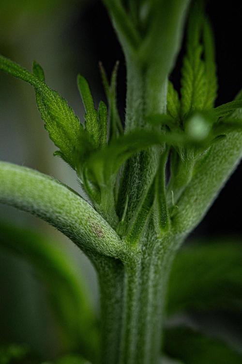 Nori Cake Green House Seed Co.. Week 8 - Day 55