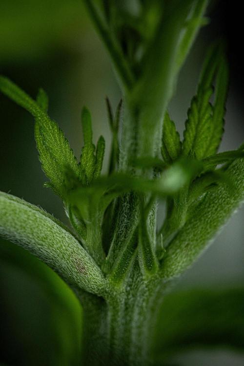 Nori Cake Green House Seed Co.. Week 8 - Day 55