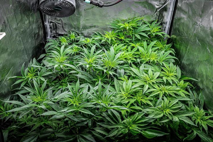 Nori Cake Green House Seed Co.. Week 8 - Day 55 tent view – she's the one in the front on the right side