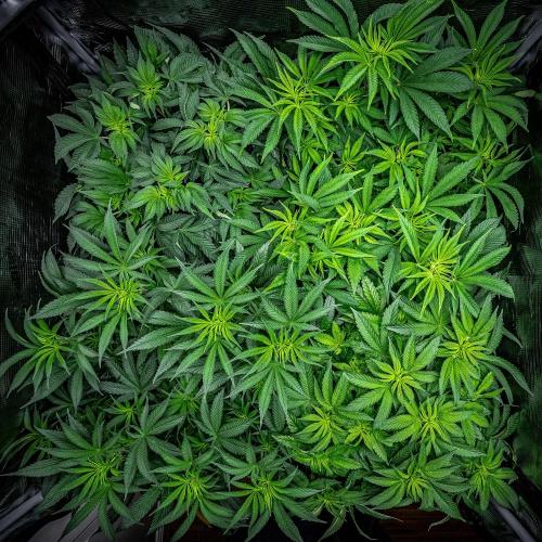 Nori Cake Green House Seed Co.. Week 8 - Day 55 tent view – she's the one in the front on the right side