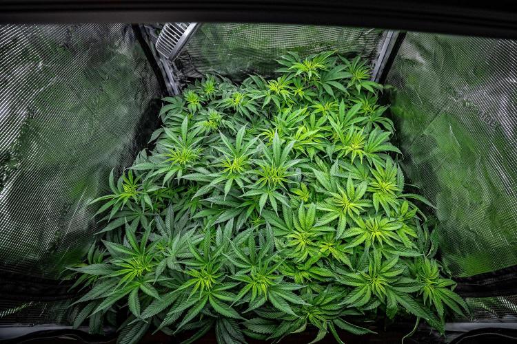 Nori Cake Green House Seed Co.. Week 8 - Day 55 tent view – she's the one in the front on the right side