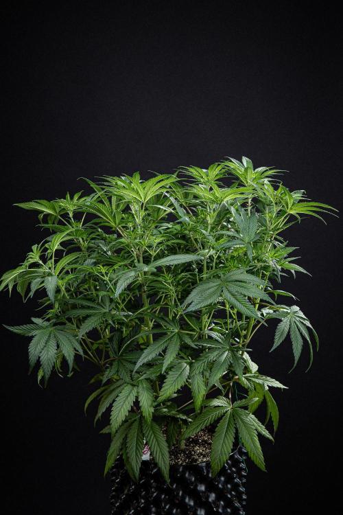 Franco's Fullgas! Green House Seed Co.. Week 8 - Day 55