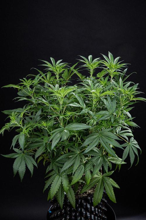 Franco's Fullgas! Green House Seed Co.. Week 8 - Day 55