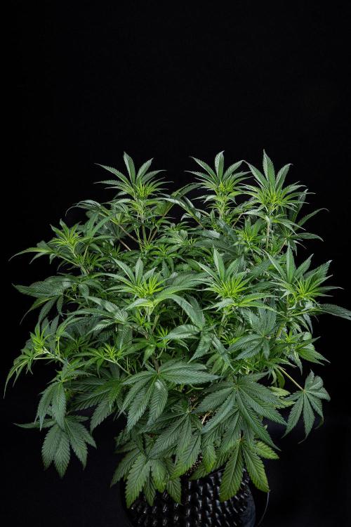Franco's Fullgas! Green House Seed Co.. Week 8 - Day 55