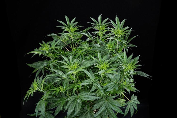 Franco's Fullgas! Green House Seed Co.. Week 8 - Day 55
