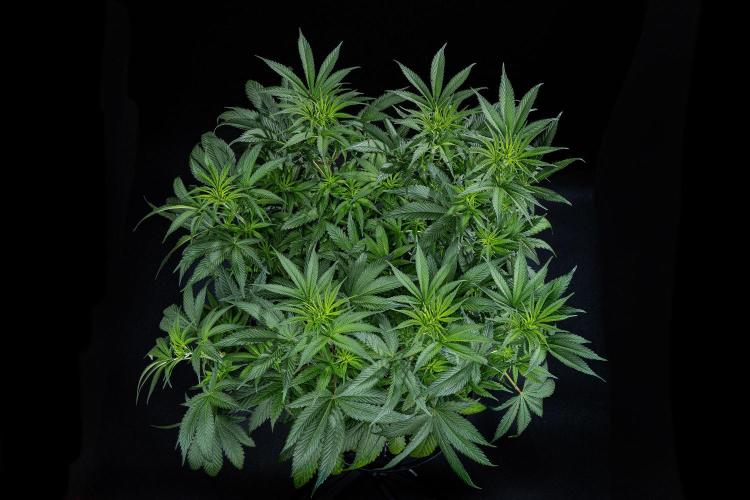 Franco's Fullgas! Green House Seed Co.. Week 8 - Day 55