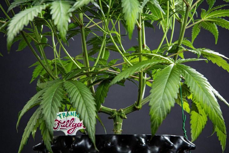 Franco's Fullgas! Green House Seed Co.. Week 8 - Day 55