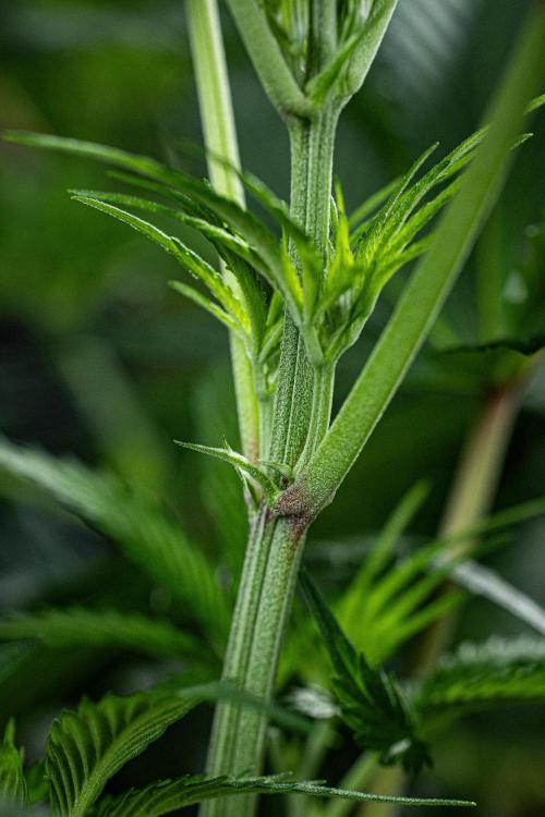 Franco's Fullgas! Green House Seed Co.. Week 8 - Day 55