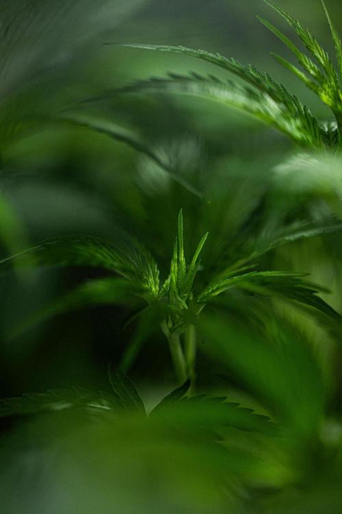 Franco's Fullgas! Green House Seed Co.. Week 8 - Day 55