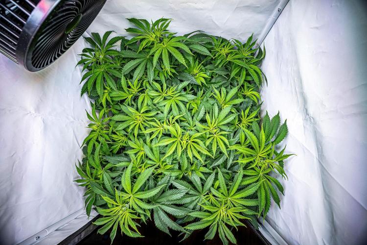 Sticky Broccoli Zamnesia EternityGrowCup. Week 8 - Day 55 #1