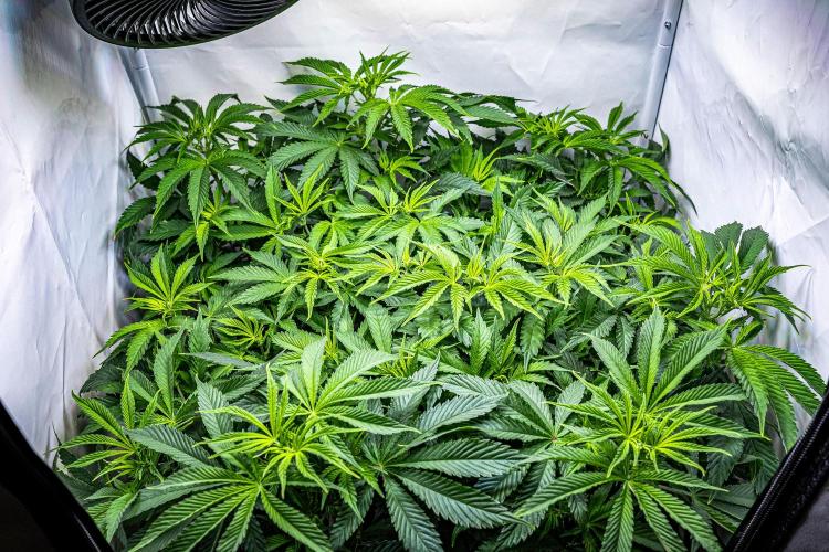 Sticky Broccoli Zamnesia EternityGrowCup. Week 8 - Day 55 #1