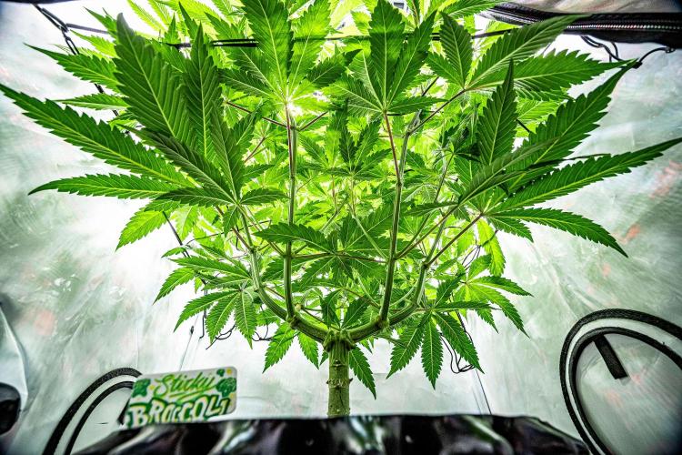 Sticky Broccoli Zamnesia EternityGrowCup. Week 8 - Day 55 #1