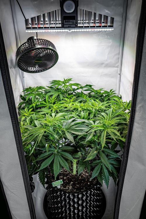 Sticky Broccoli Zamnesia EternityGrowCup. Week 8 - Day 55 #1