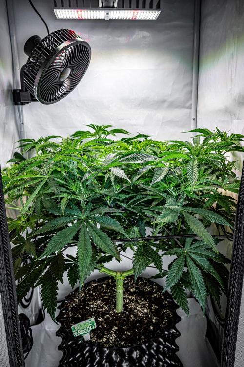 Sticky Broccoli Zamnesia EternityGrowCup. Week 8 - Day 55 #1