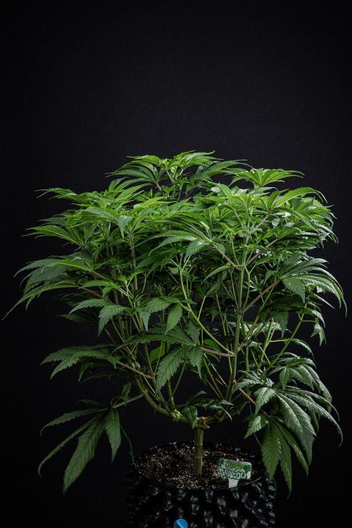 Sticky Broccoli Zamnesia EternityGrowCup. Week 8 - Day 55 #2