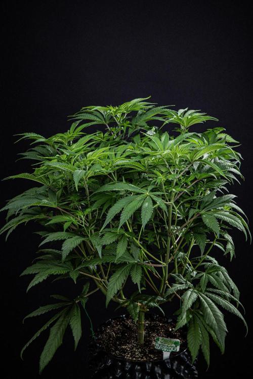 Sticky Broccoli Zamnesia EternityGrowCup. Week 8 - Day 55 #2