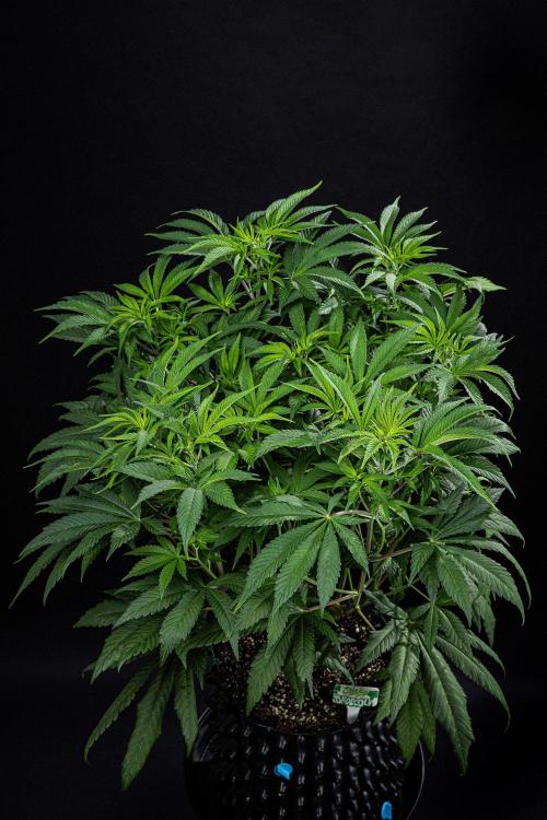 Sticky Broccoli Zamnesia EternityGrowCup. Week 8 - Day 55 #2