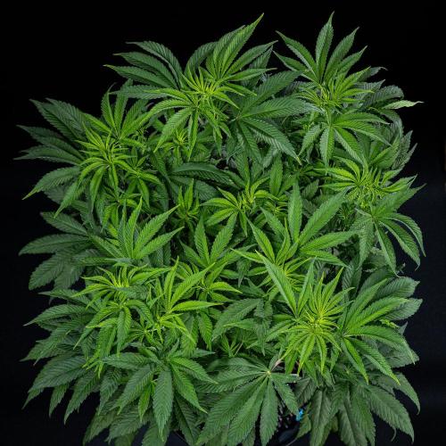 Sticky Broccoli Zamnesia EternityGrowCup. Week 8 - Day 55 #2