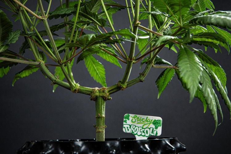 Sticky Broccoli Zamnesia EternityGrowCup. Week 8 - Day 55 #2