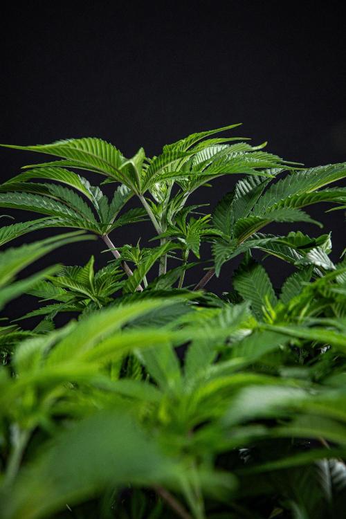 Sticky Broccoli Zamnesia EternityGrowCup. Week 8 - Day 55 #2