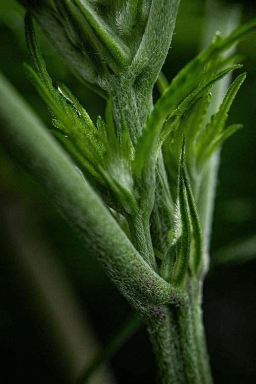 Sticky Broccoli Zamnesia EternityGrowCup. Week 8 - Day 55 #2