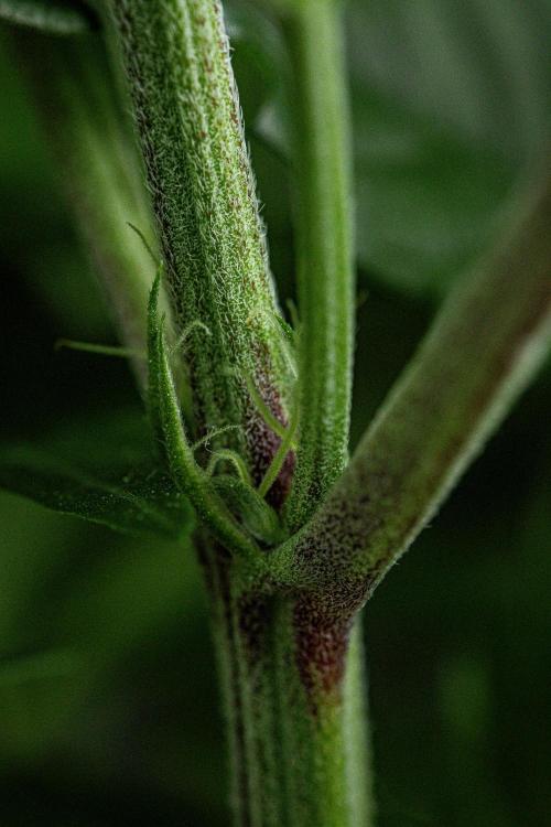Sticky Broccoli Zamnesia EternityGrowCup. Week 8 - Day 55 #2