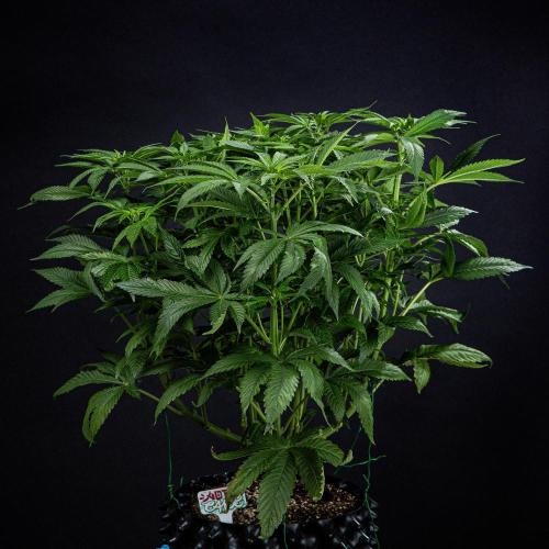 Nori Cake Green House Seed Co.. Week 9 - Day 62