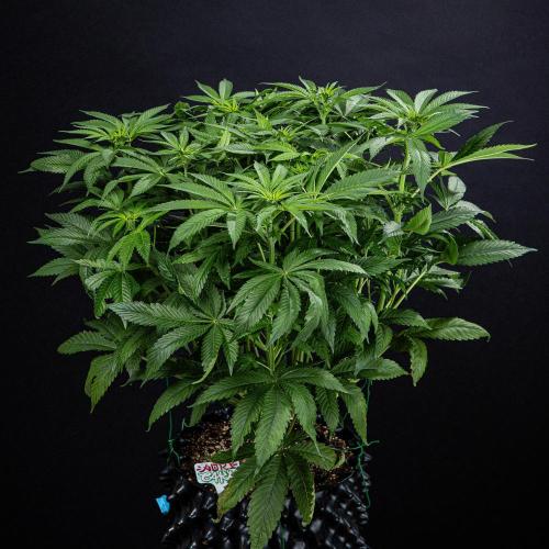 Nori Cake Green House Seed Co.. Week 9 - Day 62