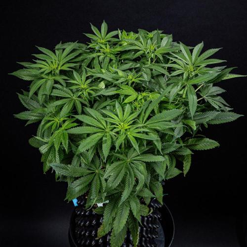 Nori Cake Green House Seed Co.. Week 9 - Day 62