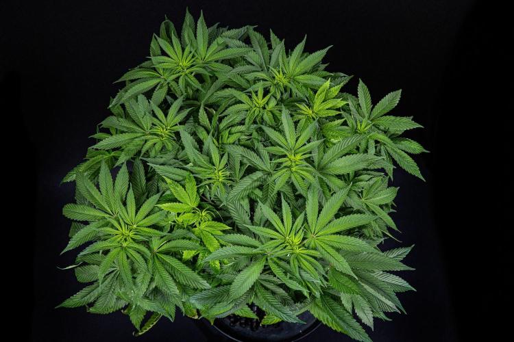 Nori Cake Green House Seed Co.. Week 9 - Day 62