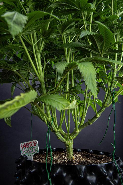 Nori Cake Green House Seed Co.. Week 9 - Day 62