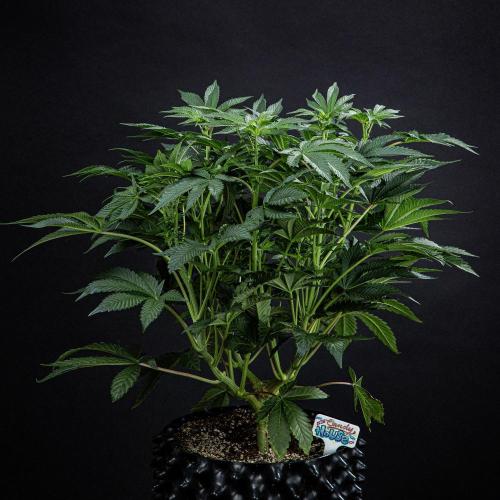 Candy House UKHTA Genetics. Week 9 - Day 62