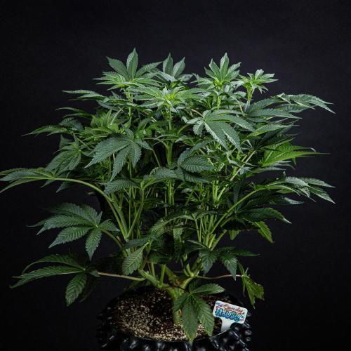 Candy House UKHTA Genetics. Week 9 - Day 62