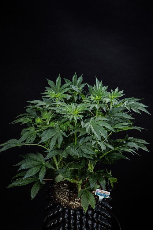 Candy House UKHTA Genetics. Week 9 - Day 62