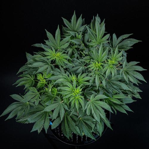 Candy House UKHTA Genetics. Week 9 - Day 62