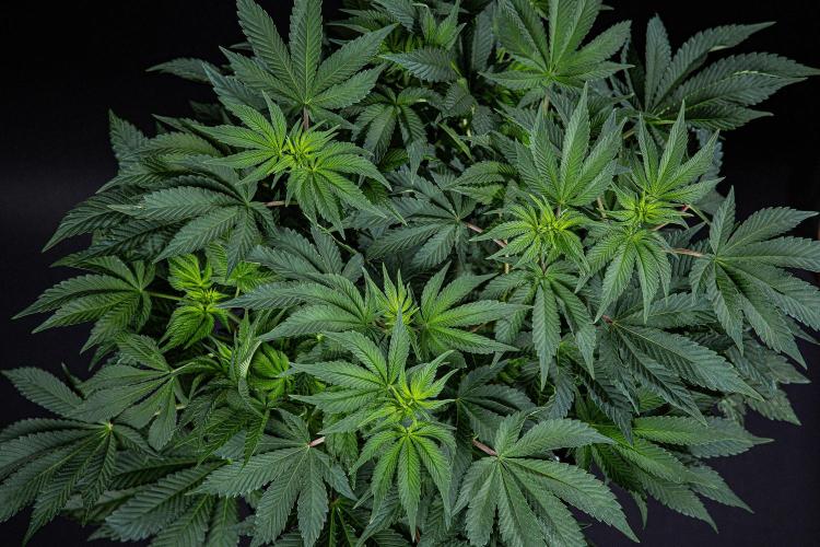 Candy House UKHTA Genetics. Week 9 - Day 62