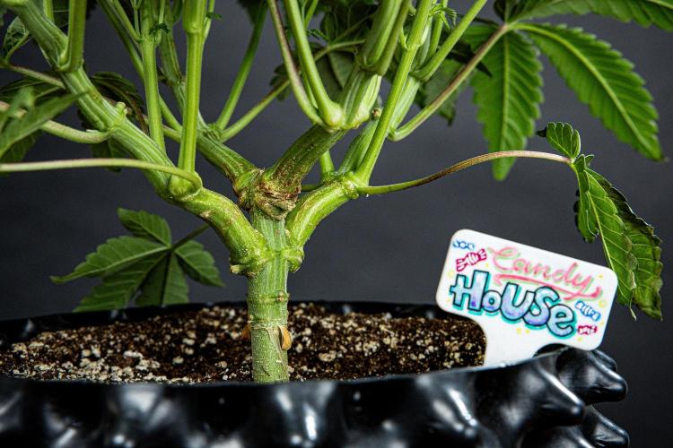 Candy House UKHTA Genetics. Week 9 - Day 62