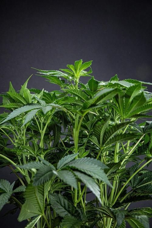 Candy House UKHTA Genetics. Week 9 - Day 62