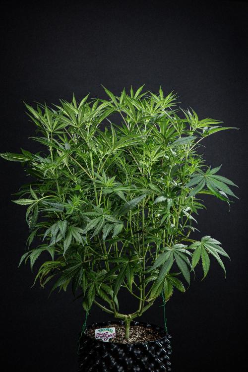 Franco's Fullgas! Green House Seed Co.. Week 9 - Day 62