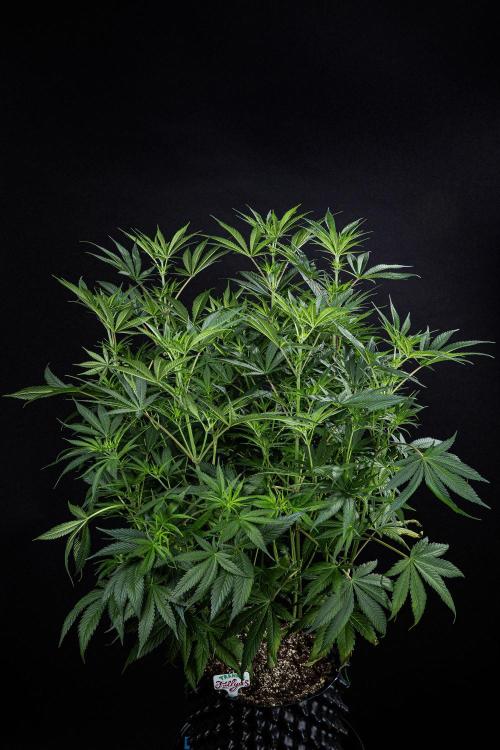 Franco's Fullgas! Green House Seed Co.. Week 9 - Day 62