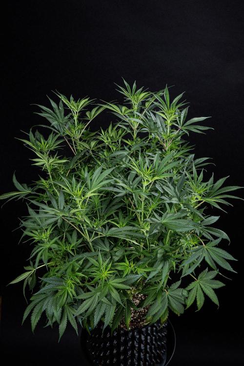 Franco's Fullgas! Green House Seed Co.. Week 9 - Day 62