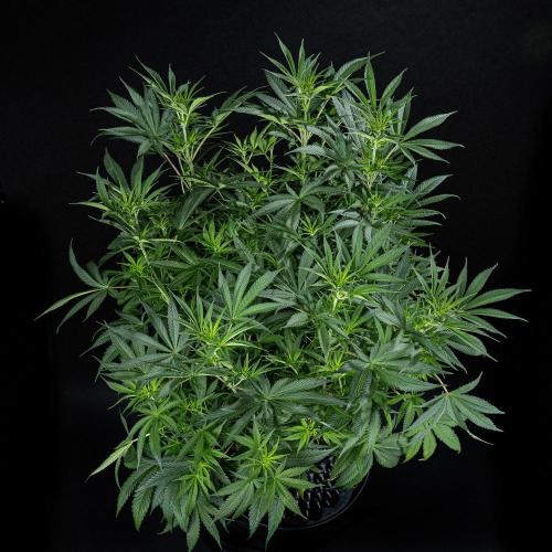 Franco's Fullgas! Green House Seed Co.. Week 9 - Day 62