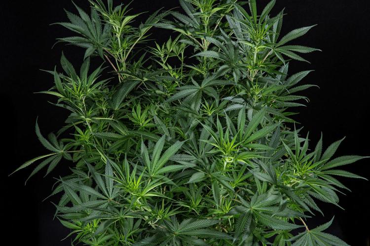Franco's Fullgas! Green House Seed Co.. Week 9 - Day 62