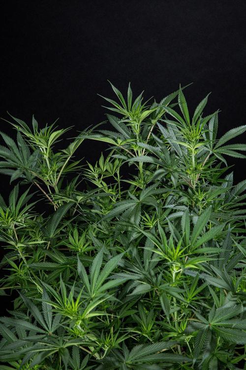 Franco's Fullgas! Green House Seed Co.. Week 9 - Day 62