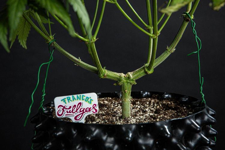 Franco's Fullgas! Green House Seed Co.. Week 9 - Day 62