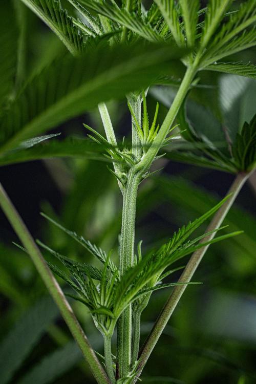 Franco's Fullgas! Green House Seed Co.. Week 9 - Day 62